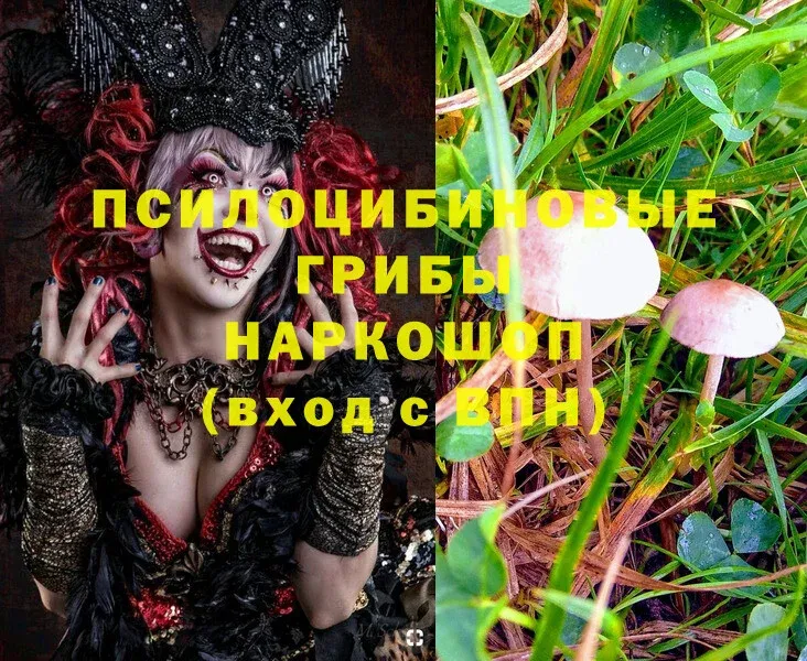 Галлюциногенные грибы MAGIC MUSHROOMS  omg зеркало  Кузнецк 